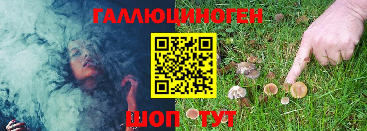 Псилоцибиновые грибы Psilocybe Красногорск